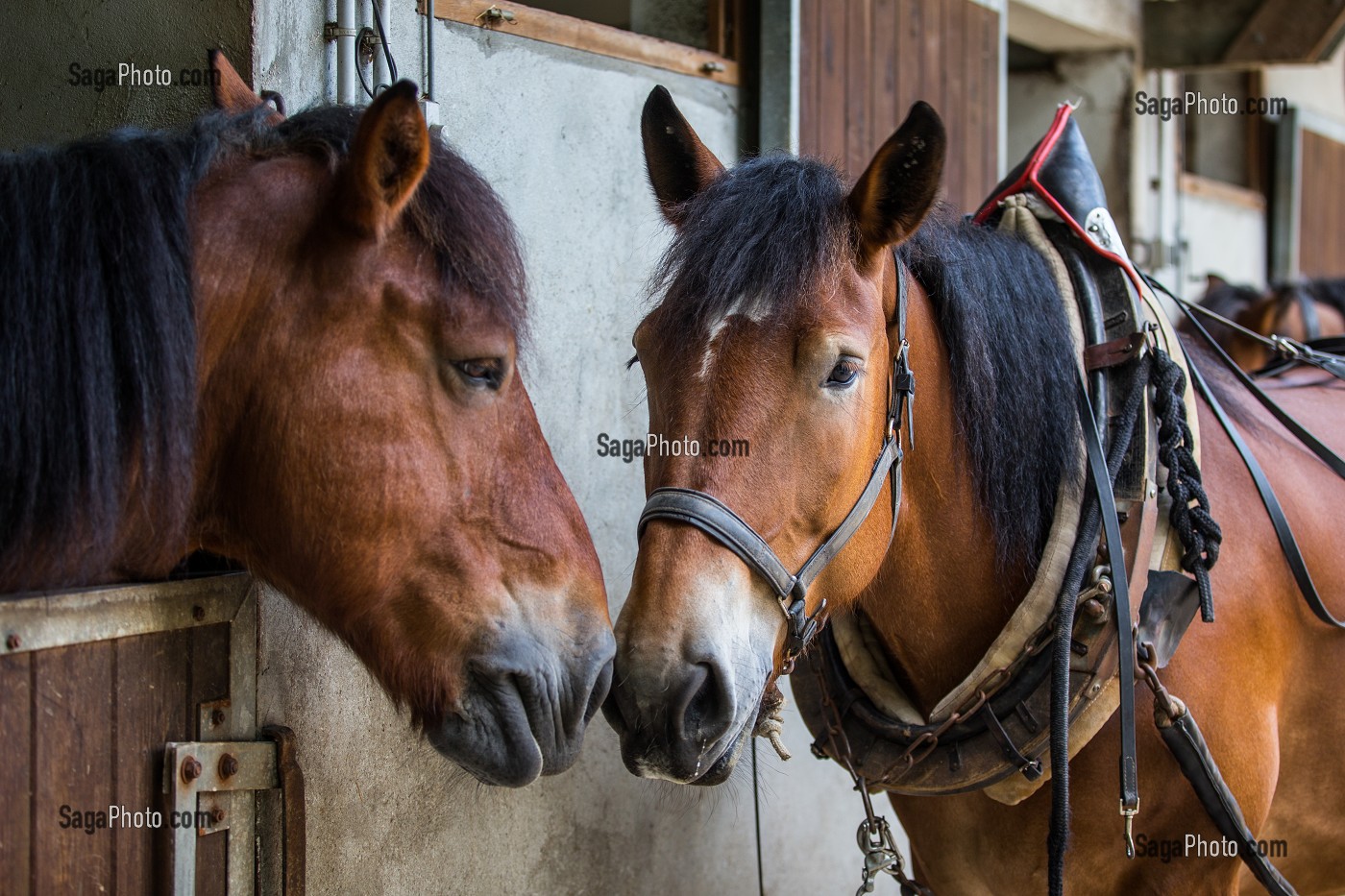  ARDENNES HORSES, DRAFT HORSES FROM THE PARIS CITY HALL, USED FOR MAINTENANCE WORK IN THE BOIS DE VINCENNES, 12TH ARRONDISSEMENT, PARIS (75), FRANCE