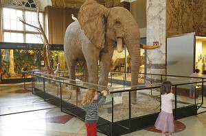 ELEPHANT, MUSEE ROYAL DE L'AFRIQUE CENTRALE, BRUXELLES, BELGIQUE 