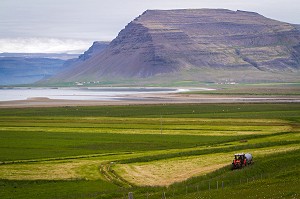 FERME, AGRICULTURE EN ISLANDE, EUROPE 