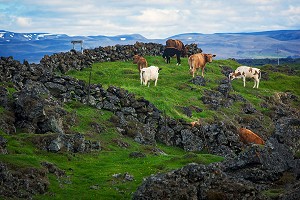ELEVAGE, AGRICULTURE EN ISLANDE, EUROPE