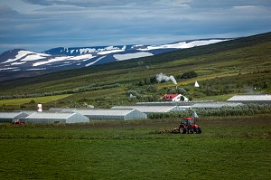 AGRICULTURE ET GEOTHERMIE, ISLANDE, EUROPE 