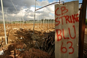CHAMPS AGRICOLE DU LIBAN SUD INFESTES DE CB (CLUSTER BOMBS; BOMBE A SOUS MUNITION), SUITE A LA GUERRE DE JUILLET 2006, LIBAN 