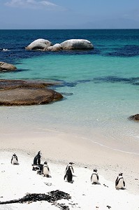 PINGOUINS D'AFRIQUE SUR LA PLAGE DE BOULDERS, PENINSULE DU CAP, PROVINCE DU CAP OCCIDENTAL, AFRIQUE DU SUD 