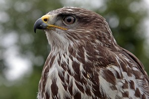BUSE VARIABLE 