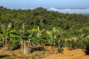 PLANTATION DE BANANES AU COEUR DE LA FORET AMAZONIENNE PAR LES AGRICULTEURS HMONGS, CACAO, GUYANE FRANCAISE, DEPARTEMENT-REGION D'OUTRE-MER, AMERIQUE DU SUD, FRANCE 
