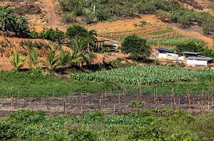 PLANTATION MARAICHERE AU COEUR DE LA FORET AMAZONIENNE PAR LES AGRICULTEURS HMONGS, CACAO, GUYANE FRANCAISE, DEPARTEMENT-REGION D'OUTRE-MER, AMERIQUE DU SUD, FRANCE 