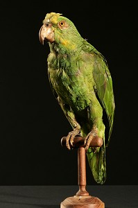 PERROQUET AMAZONE DIT DE 'FLAUBERT', MUSEUM D'HISTOIRE NATURELLE DE ROUEN, SEINE-MARITIME (76), FRANCE 