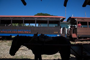 CHEVAL DEVANT LE TRAIN TOURISTIQUE DE LA VALLEE DE LOS INGENIOS (REGION DES ANCIENNES PLANTATIONS DE CANNE A SUCRE), CLASSEE AU PATRIMOINE MONDIAL DE L'HUMANITE PAR L'UNESCO, CUBA, CARAIBES 