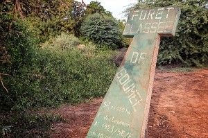 FORET CLASSEE DE GOUMEL, SENEGAL, AFRIQUE DE L'OUEST 