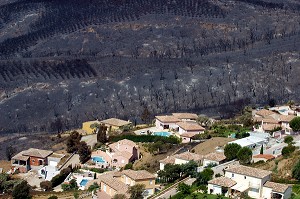 FEU DE FORET MASSIF DES MAURES, VAR (83), JUILLET 2003, FRANCE 