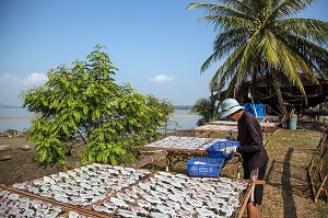 PREPARATION DES CALAMARS POUR LE SECHAGE AU SOLEIL, BANG SAPHAN, THAILANDE, ASIE 
