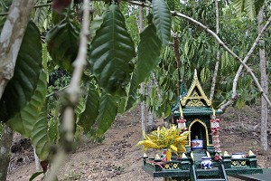 PETIT AUTEL BOUDDHIQUE DANS UNE PLANTATION DE CAFEIERS, THAILANDE 
