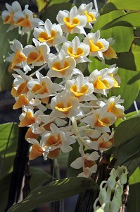 ORCHIDEES TROPICALES, MARCHE DE DANSINGKON, PROVINCE DE PRACHUAP KHIRI KHAN, THAILANDE, ASIE 