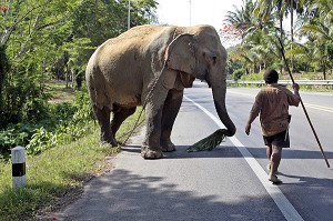 TRAVAIL DE DEBARDAGE AVEC LES ELEPHANTS A LA FRONTIERE BIRMANE, BANG SAPHAN, THAILANDE, ASIE 