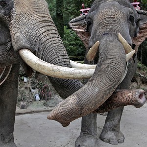 JEU DE TROMPES DES ELEPHANTS, REGION DE RANONG, THAILANDE 