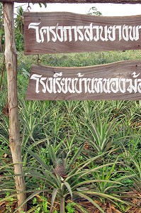 PLANTATION D'ANANAS, PROVINCE DE BANG SAPHAN, THAILANDE 